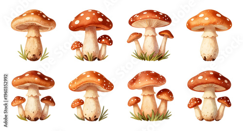 mushroom, fungi, toadstool, nature, forest, woodland, plant, botanical, organic, wild, edible, toxic, poison, cap, stem, gills, spore, mycology, autumn, fall, natural, eco, environment, garden, illust