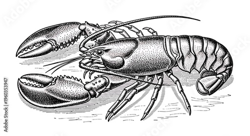 Vintage engraving of a lobster, a large marine crustacean with prominent claws, detailed biological illustration
