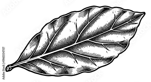Hand drawn illustration of a single green leaf, botanical sketch of a plant leaf, vintage style engraving