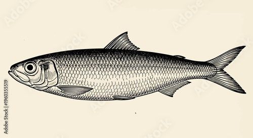 Vintage illustration of a herring fish, a small, oily, forage fish of the family clupeidae, detailed black and white line drawing