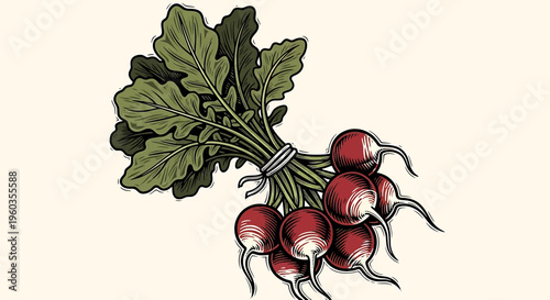 Vintage style illustration of a bunch of fresh red radishes with green leaves tied together, handdrawn engraving style vegetable drawing