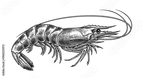 Shrimp or prawn illustration, drawing, engraving, ink, line art, vector seafood concept