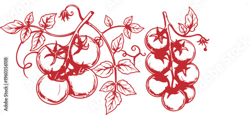 Tomato Set Outline Sketch Vector Illustration – Hand Drawn Food Elements