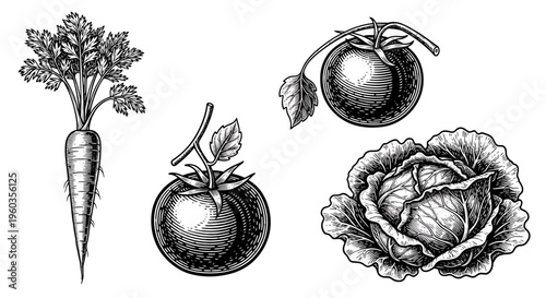 Set of hand drawn vegetables including carrot, tomatoes and cabbage