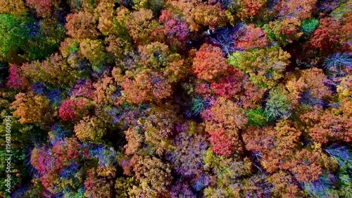 Aerial Drone View of Vibrant Autumn Forest Canopy – Colorful Fall Foliage Cinematic Background (Video)
