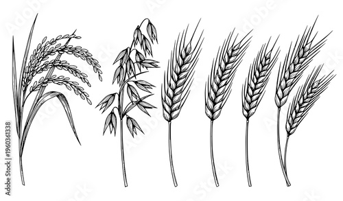 Realistic agricultural crops vector set with rice oats wheat and barley isolated on white