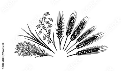Stylized grain crops vector set with rice oats wheat and barley in circular composition