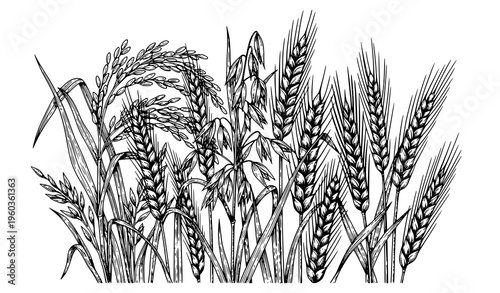 Vintage style grain crops vector illustration with rice oats wheat and barley detailed line art