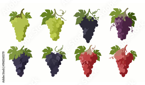 Realistic wine grape vector set with green black and red muscatel grape bunches isolated on white