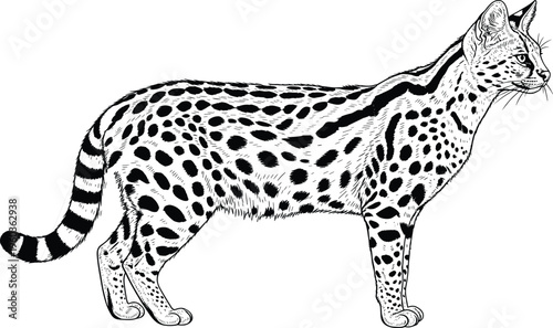 Vintage woodcut style serval cat illustration, wild African spotted cat standing, majestic wildlife vector art for nature designs, exotic animal sketch,