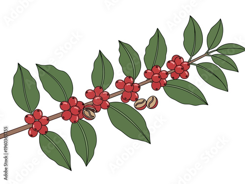 Illustration of coffee cherries on a branch with leaves and beans, representing coffee production and growth