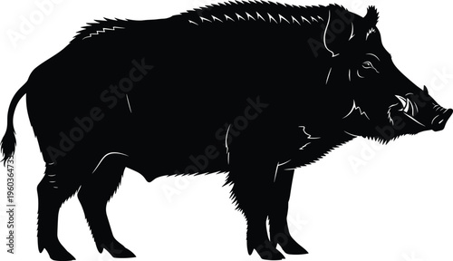 Wild boar silhouette vector illustration featuring large tusked pig standing isolated on white background for hunting and nature design