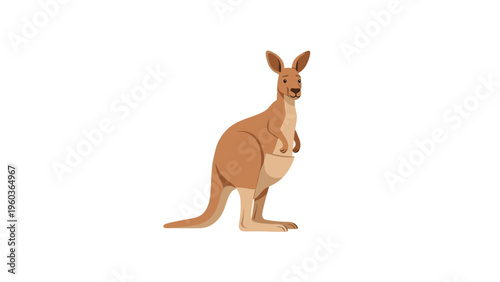 A kangaroo stands on a plain white background looking directly ahead with its pouch visible.