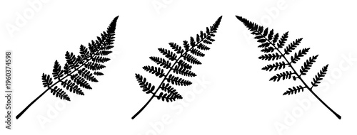 Fern frond leaf silhouette set with fine line art rendering featuring botanical, foliage, illustration with minimalist and vector graphics