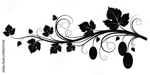 Vine silhouette illustration, decorative artwork with curling tendrils broad leaves oval fruits ornamental plant motif vector design