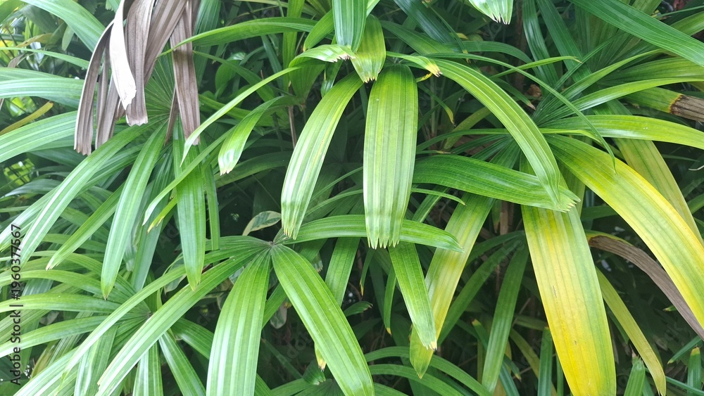Obraz premium Long Slender Green Tropical Leaves