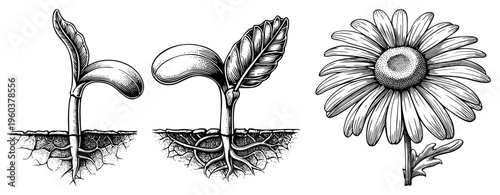 Plant growth stages from seed to bloom, botanical illustration, sprouting seedling, daisy flower, root development, hatching germination, natural life cycle.