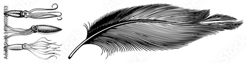 Antique style squid drawings with intricate tentacle, paired with a finely rendered feather. Classic engraving style, natural history illustration, scientific sketch.