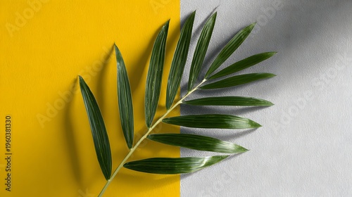 Minimalist Tropical Palm Leaf on Yellow and White Background.