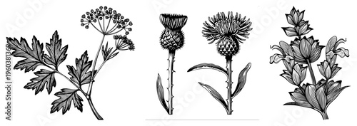 Hand drawn botanical sketches of wild plants, including parsley like foliage, thistle blooms, and flowering herbs, rendered in intricate art with hatching for texture and depth.