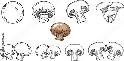 Mushroom collection vector illustration champignon and edible fungi set detailed food elements hand drawn style isolated on white background