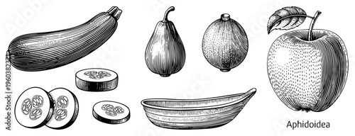 Hand drawn botanical sketches of zucchini, pear, fig,, and sliced cucumber, rendered in detailed hatching and stippling techniques.