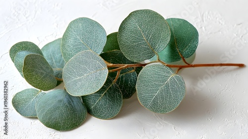 Eucalyptus branch with round leaves on a textured background.