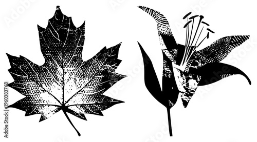 Stylized botanical vector art featuring maple leaf and lily flower with halftone texture, design, nature print, graphic silhouette, botanical illustration.