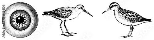 Black and white halftone bird illustration, shorebird species, detailed feather, eye close up, engraved style, ornithological art, naturalistic vector design.