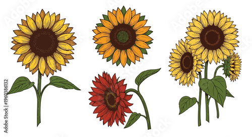 A colorful illustration of various sunflowers with detailed petals and stems