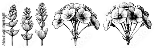 Hand drawn botanical sketches of lavender and blossoming flowers, vintage engraved style, herbal illustration, plant study, art, nature science.