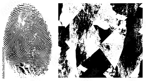 Detailed fingerprint ridges with swirls and loops, paired with high contrast grunge texture biometric identifier, forensic evidence, digital security.