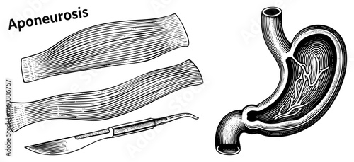 Medical diagram showing aponeurosis fascia, stomach organ, and scalpel instrument, used in anatomy education, surgical training, and physiology study.