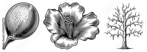 Detailed black and white botanical drawings, fig fruit, hibiscus bloom, bare winter tree, engraved style, natural illustration, vector art.