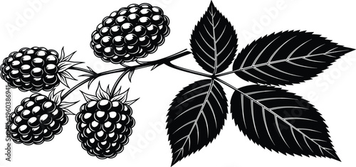 A beautiful black and white vector illustration of a blackberry branch with fruit, perfect for botanical designs, food packaging, and nature-themed logos.
