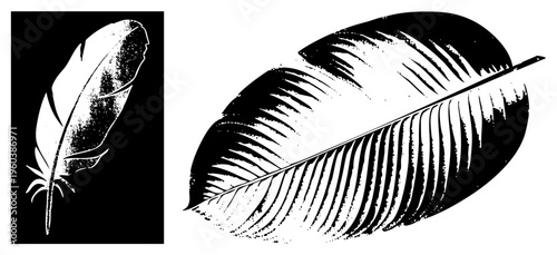 Black and white feather graphic, quill illustration, stylized feather design, halftone texture, vintage print, bird wing element, ornamental feather motif.