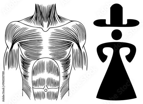 Detailed muscle diagram of human torso with hatching, paired with minimalist black silhouette figure, medical education graphic, vector art.