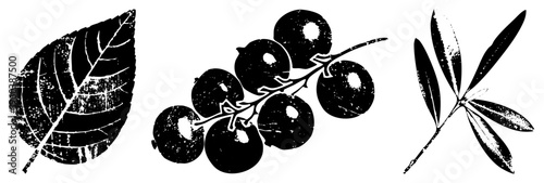 Stylized botanical illustrations with textured halftone effect, featuring leaf veins, clustered berries, and slender foliage ideal for eco design or rustic branding.