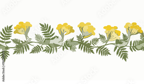 Seamless tansy herb floral border with yellow medicinal wildflowers and green leaves vector illustration