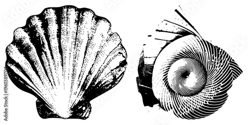 Scallop and nautilus rendered in black and white halftone, classic engraving style, marine biology illustration, oceanic motifs, art, vector graphic.