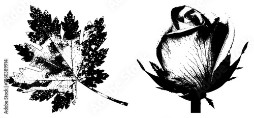 Artistic halftone maple leaf and rose bud, stylized botanical vector, black and white graphic, isolated elements, textured stippling effect.