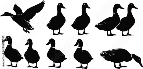 Black duck silhouettes, waterfowl bird icons, mallard hunting collection, wildlife nature vectors, flying and standing ducks, outdoor animal clip art, set.