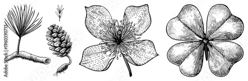 Classic botanical drawings of pine branch, pine cone, wildflower, and four leaf clover, rendered in precise ink strokes, ideal for herbal, nature, or educational design projects.