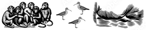 Black and white vector graphic of monkeys and sandpipers, halftone shading, isolated animals, wildlife art, stylized fauna.