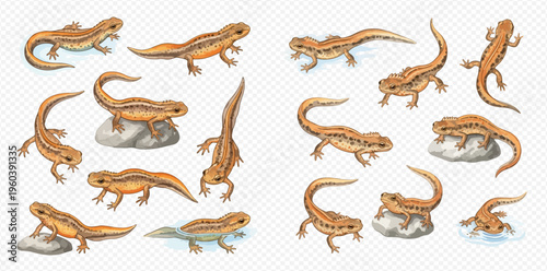 Set of common newt amphibian salamander animal in various poses on transparent background, realistic vector illustration.
