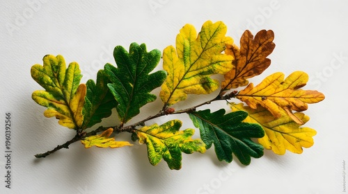 Autumn Oak Branch with Changing Leaf Colors on White Background.