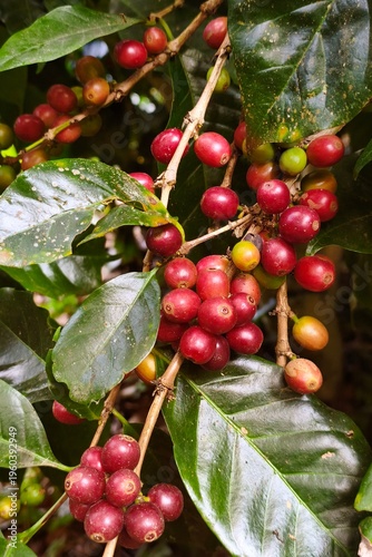 Coffee beans ripening on a tree
