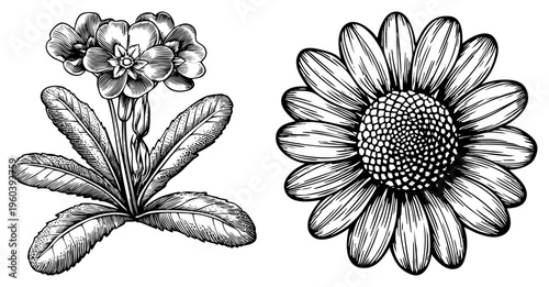 Detailed black and white botanical drawings of primrose with leaves and daisy with textured center, engraved style, nature study, vector art.