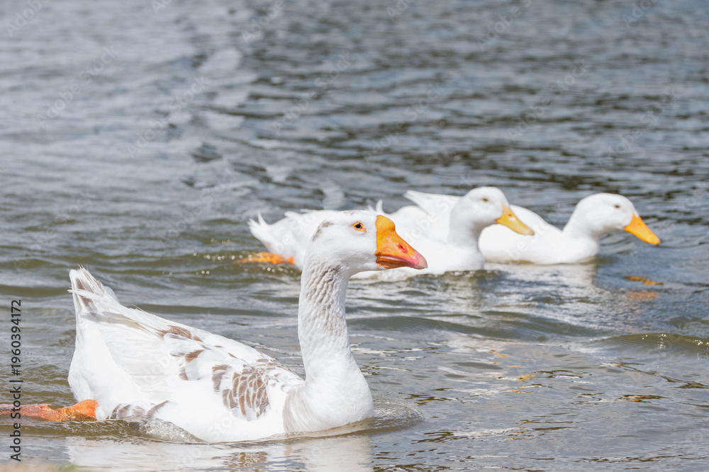 Fototapeta premium Goose and Ducks
