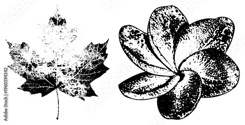 Black and white halftone rendered maple leaf and plumeria flower, botanical print style, nature illustration, graphic design element, isolated vector art.